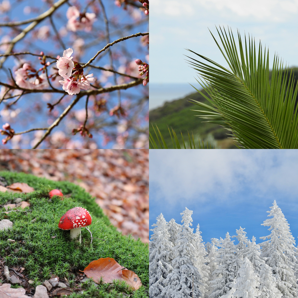 Printemps fleurs été palmier automne champignon hiver neige