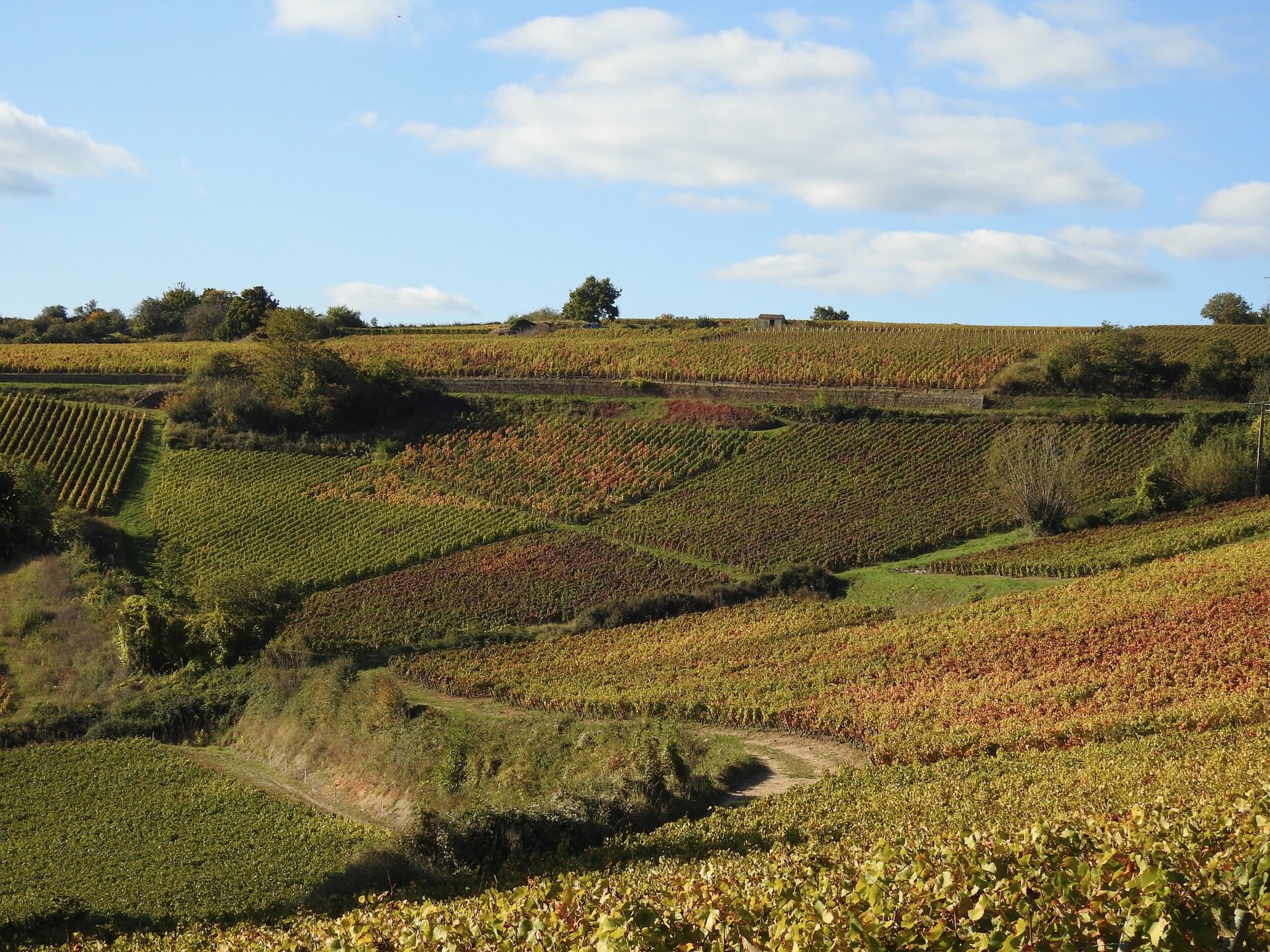 Vignes Automne Escapade en Bourgogne France Voyage Hello June hellojune.be