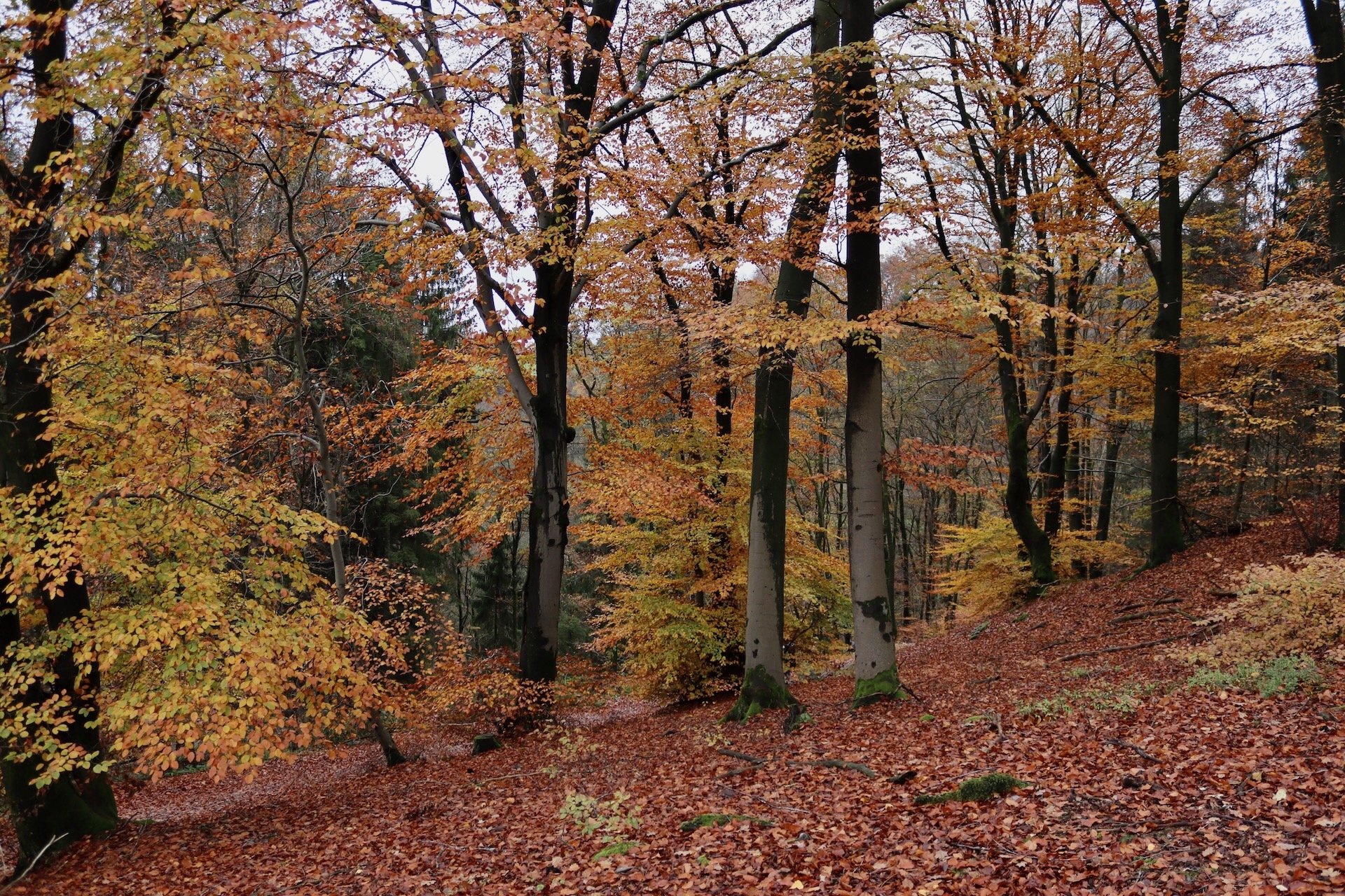 Bois Activités à faire en automne Automne Saisons Hello June hellojune.be