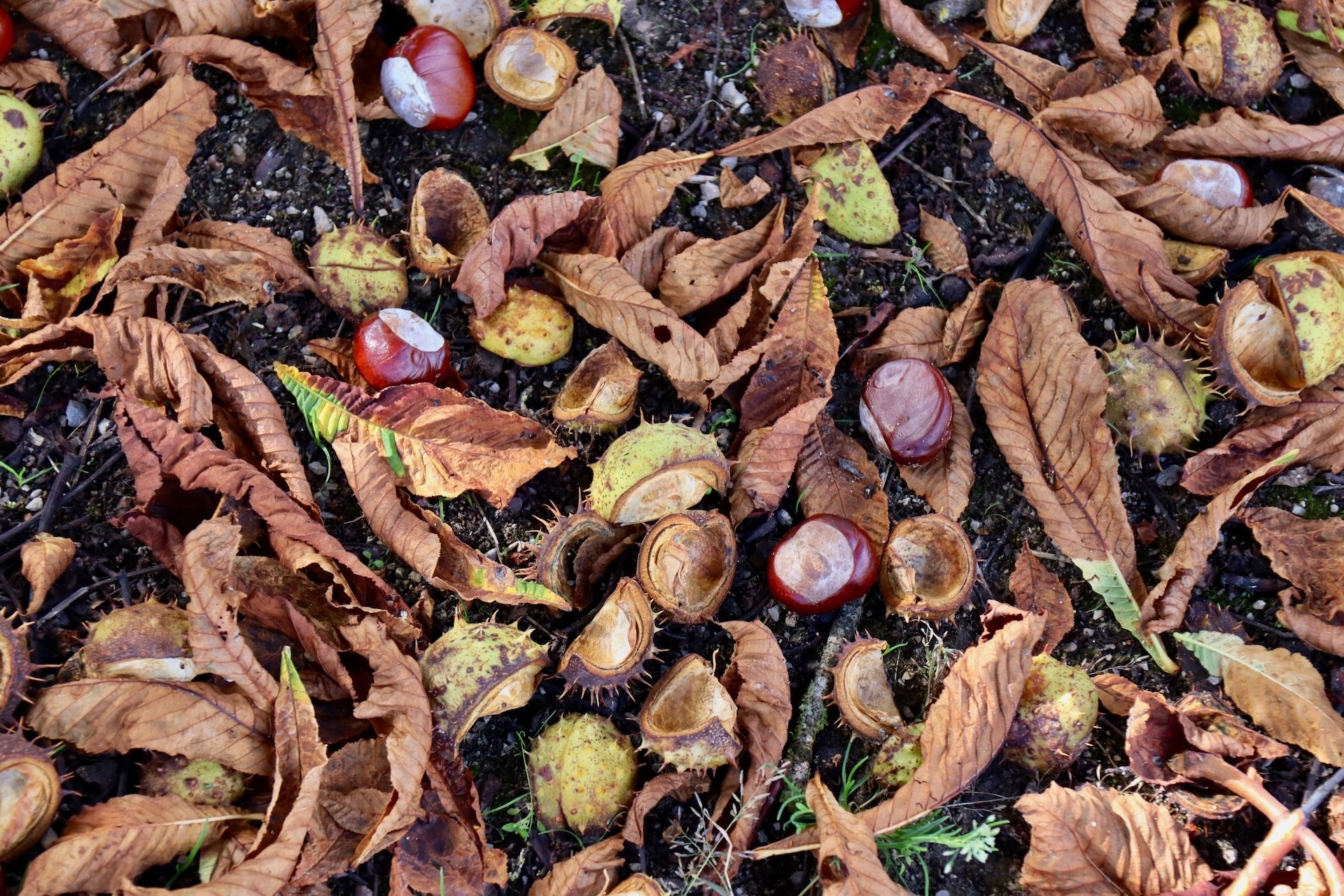 Marrons d'Inde Automne Saisons Hello June hellojune.be