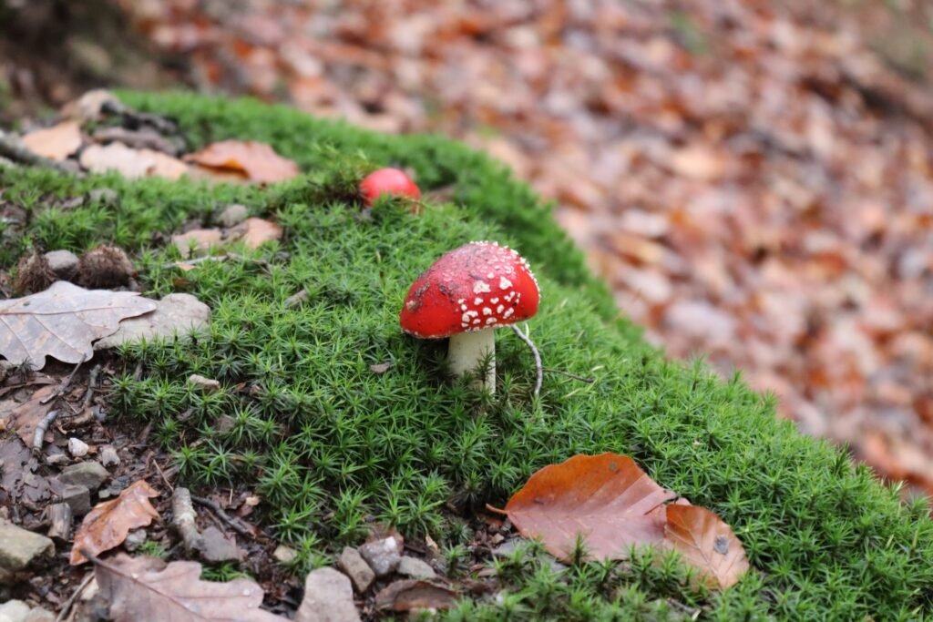 Champignon Activités à faire en automne Automne Saisons Hello June hellojune.be