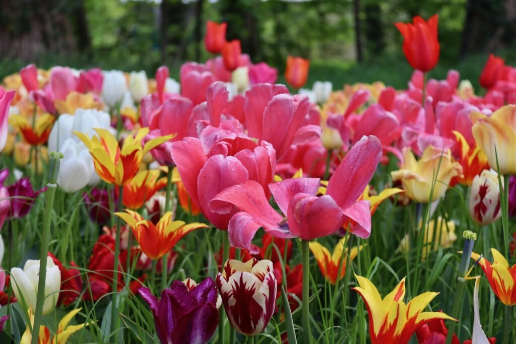 10 activités à faire au printemps pour profiter un max de la saison