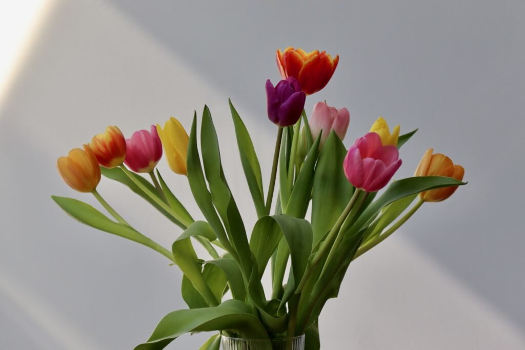 Où trouver des champs de fleurs à couper en Wallonie ?