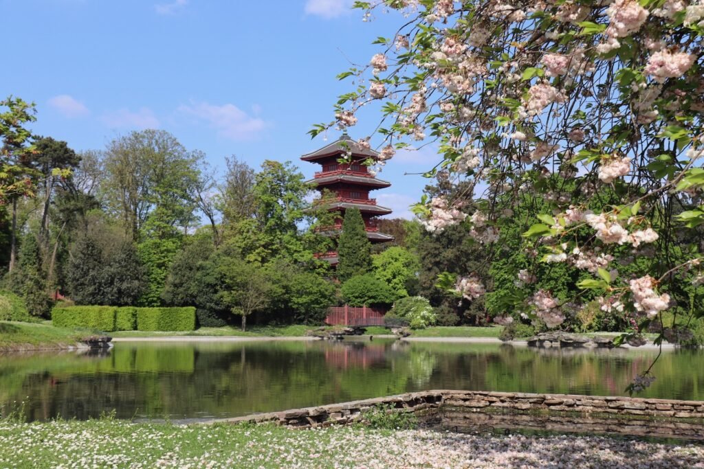 Où admirer la floraison des cerisiers du Japon en Belgique ?