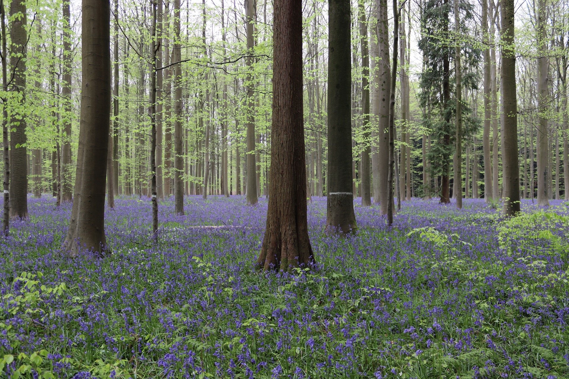 Les plus belles balades à faire au printemps en Belgique