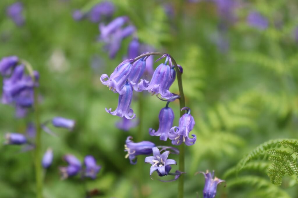 Les événements à ne pas manquer au printemps en Belgique