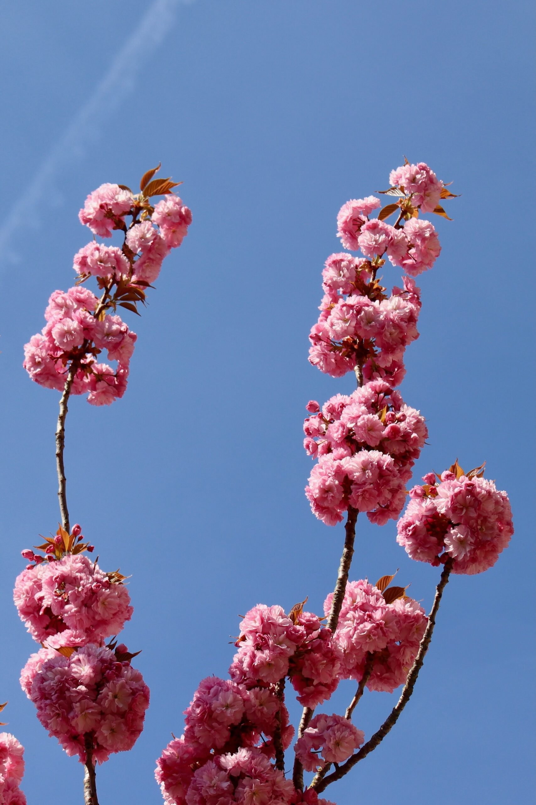 Cerisiers du Japon en Belgique Printemps Saisons Hello June hellojune.be