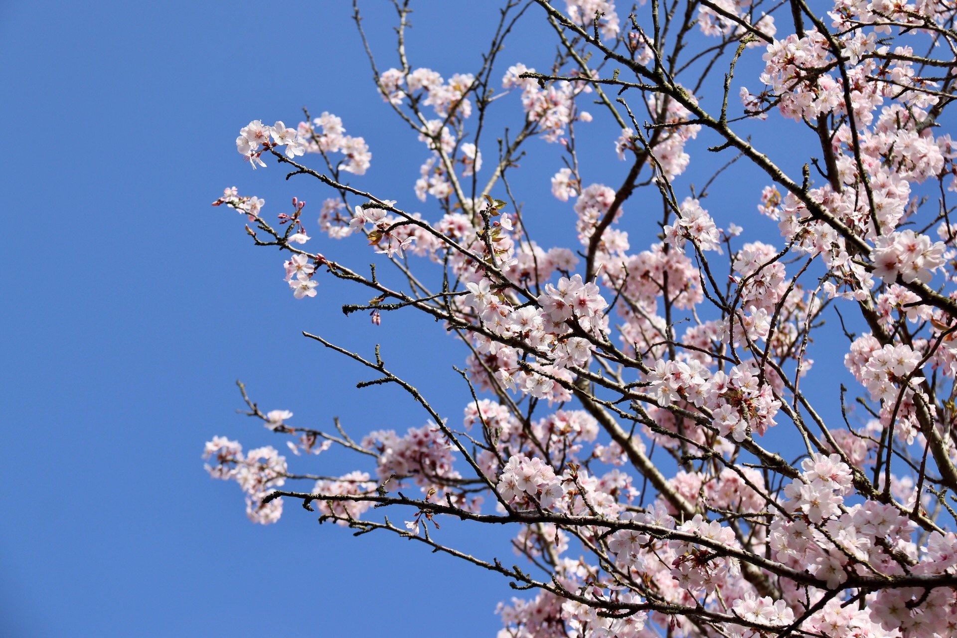Fleurs Cerisiers du Japon en Belgique Printemps Saisons Hello June hellojune.be