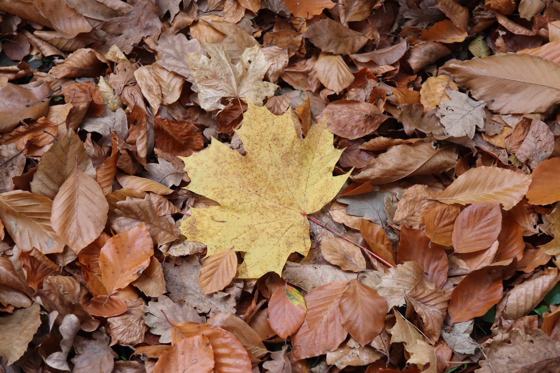 Tapis de feuilles Déprime Automne Lifestyle Hello June hellojune.be